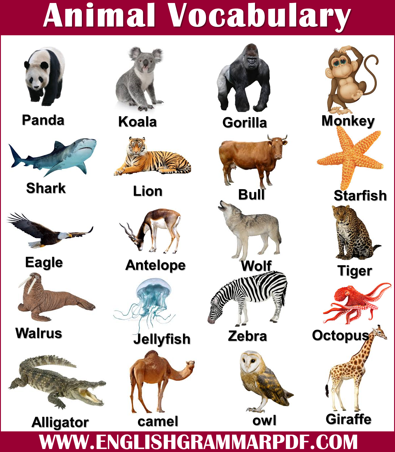 animals vocabulary words with pictures