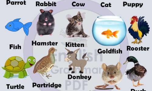 10 Pet Animals Name List (Download PDF)