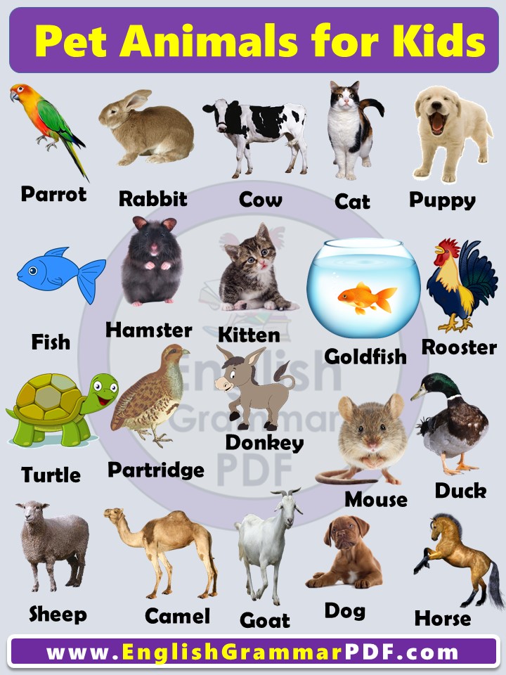 10 Pet Animals Name List with Pictures for Kids