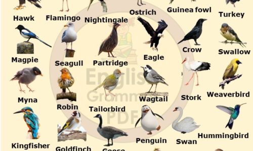 20 Birds name in English With Pictures