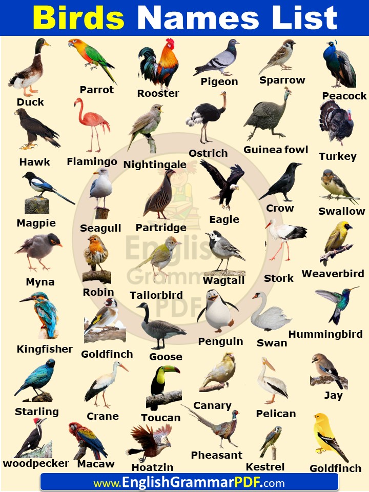20 Birds name in English With Pictures