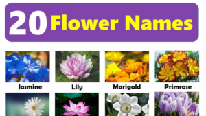 20 Flowers Name and ESL Infographic