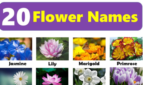 20 Flowers Name and ESL Infographic