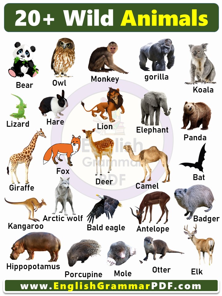 20 Wild animals name list in english with Pictures