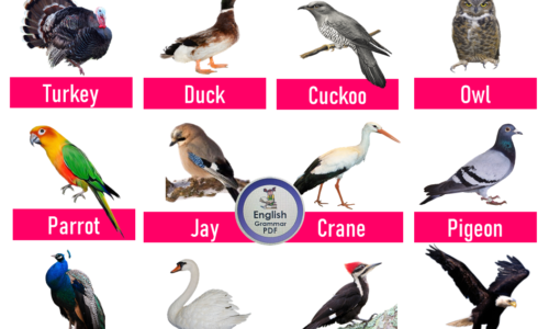 20 Bird Name List with Pictures PDF