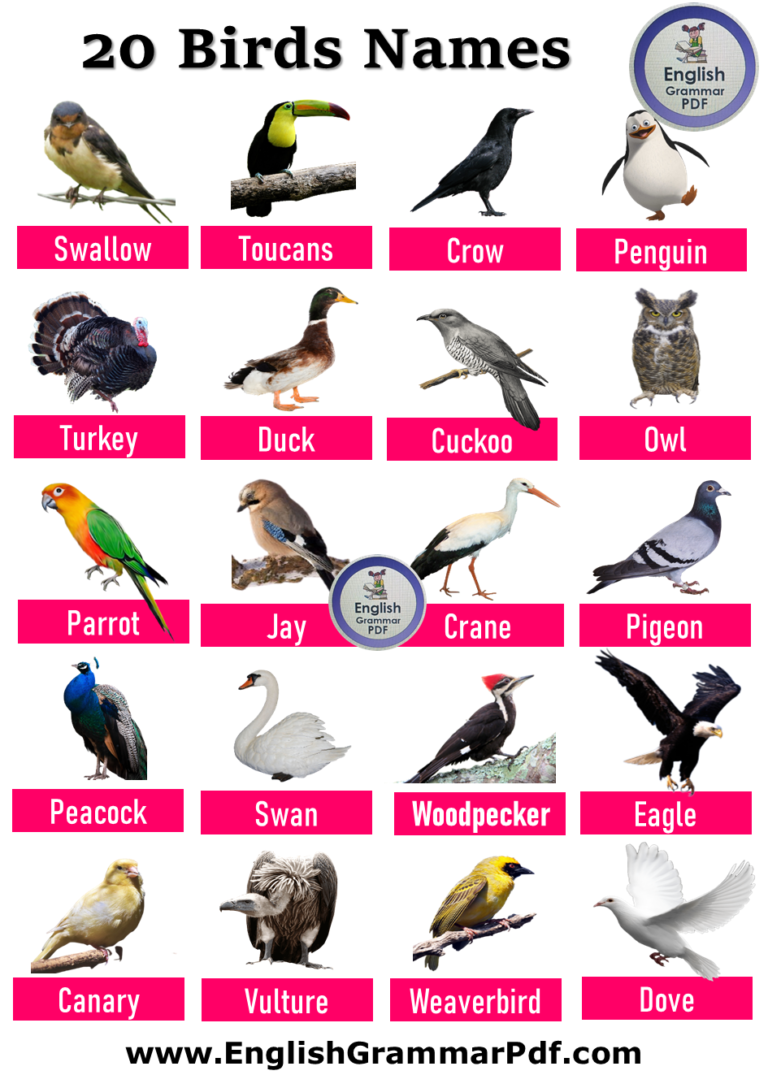 Имена для птиц. Birds names. Имена птиц. Birds in English. Birds список.