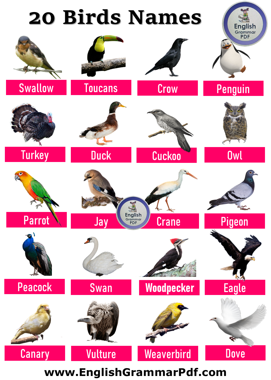 20 bird names
