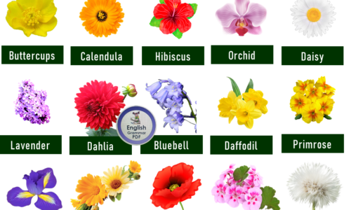 25 Flowers Name List in English