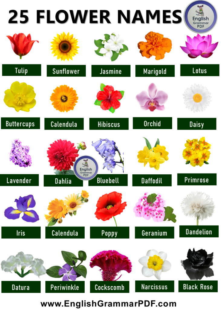 25 Flowers Name List in English - English Grammar Pdf