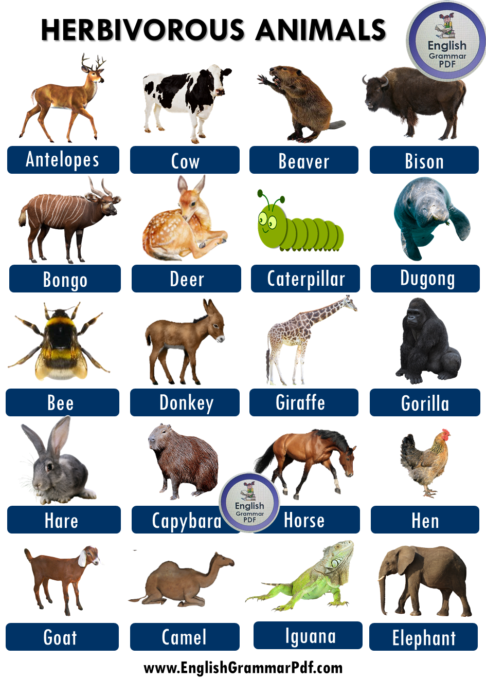 40 Herbivorous Animals Name List