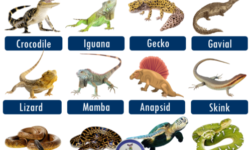 20+ Reptiles Animals Names List (Download PDF)