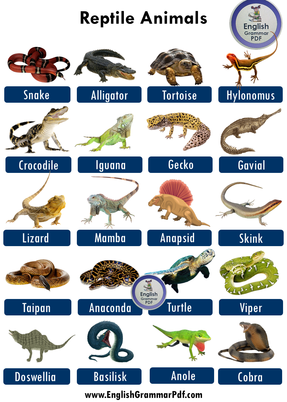 70 Reptiles Animals Names List