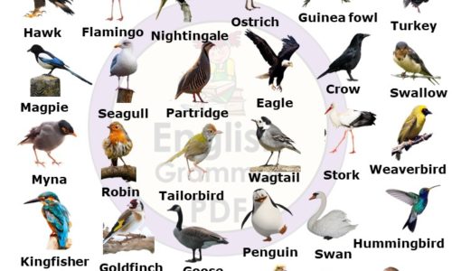 A to Z Birds Names List in English With Pictures PDF