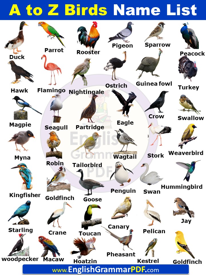 A to Z Birds Names List in English With Pictures PDF