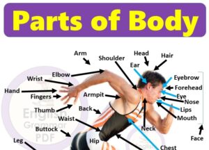 All Parts of body name in english with pictures