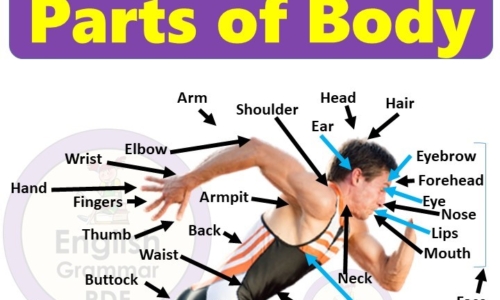 All Parts of Body Name in English with Pictures