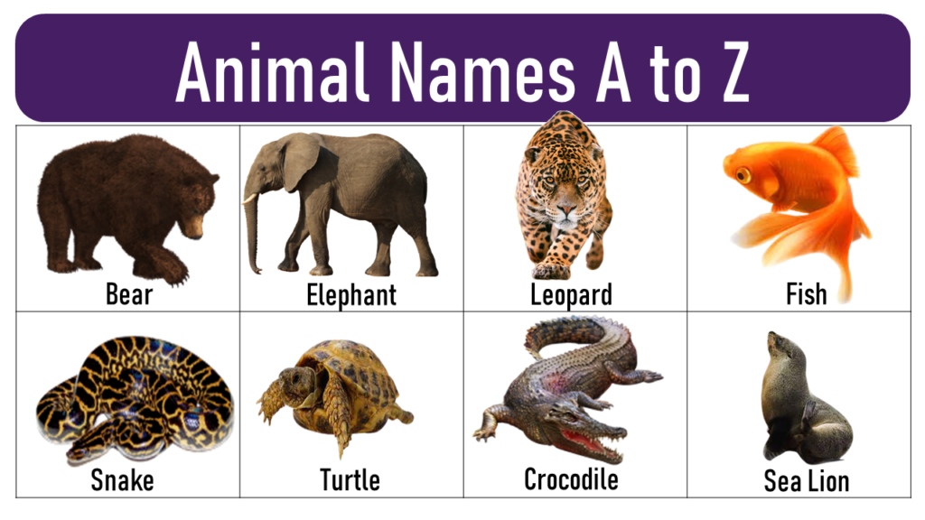 Animal Names A to Z