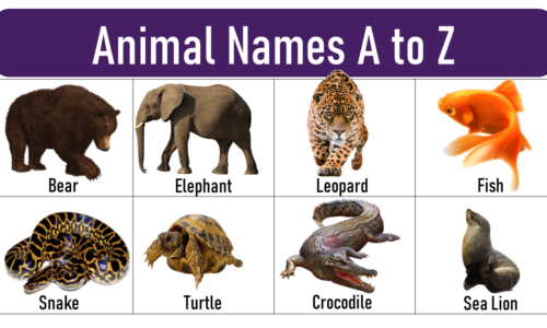 +400 Animal Names From A to Z