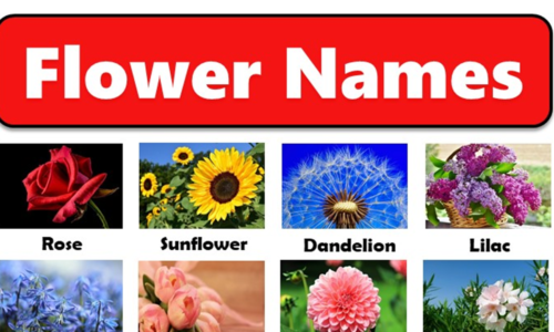 Learn 30 Common Flowers Name with Pictures