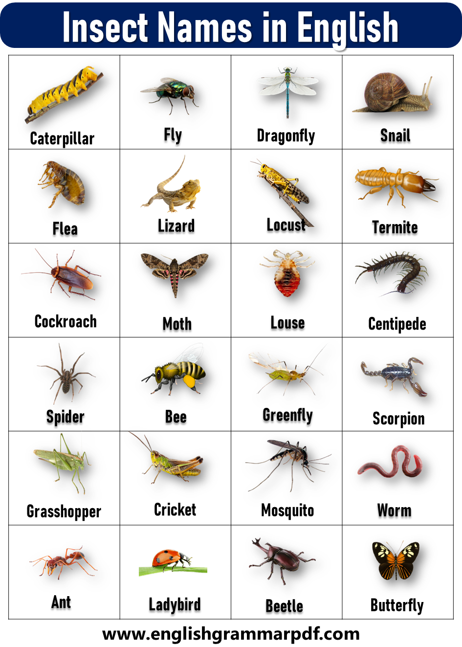Insect Names