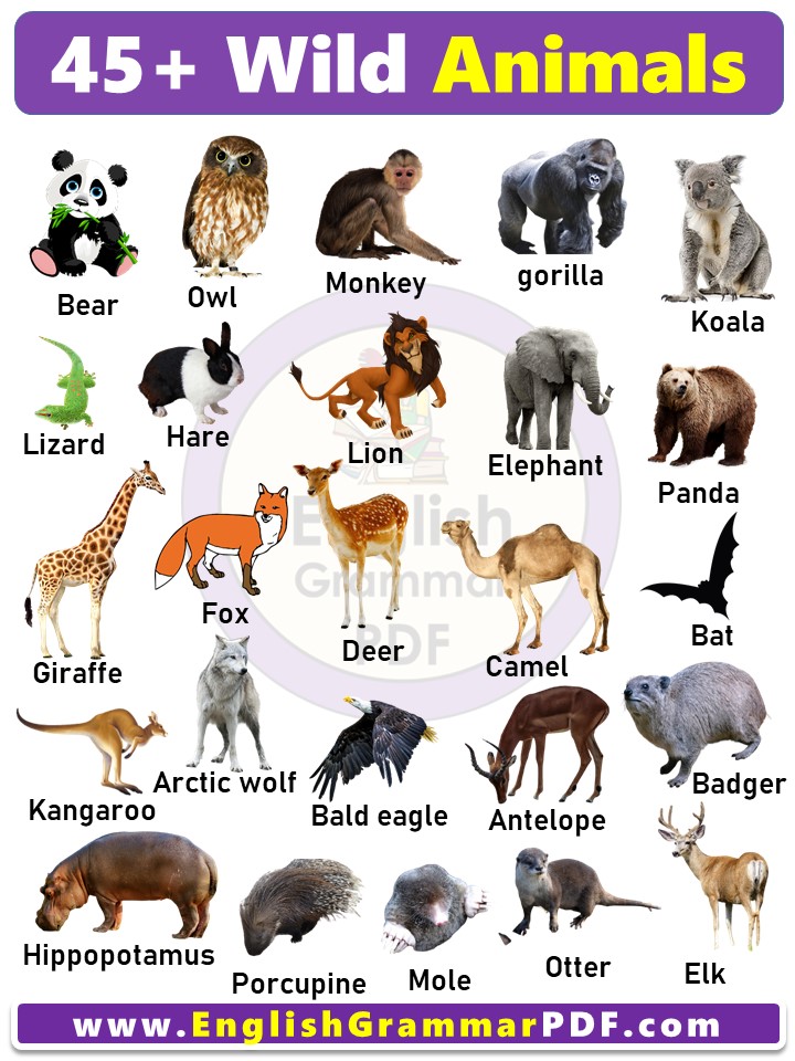 List of 45+ Wild Animals Names in English
