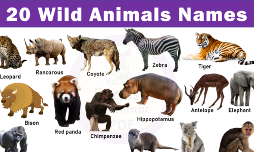 20 Wild Animal Names with Pictures