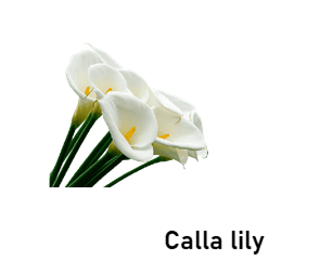 calla lily