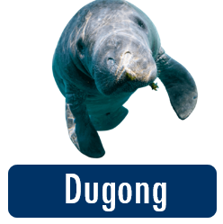 dugong