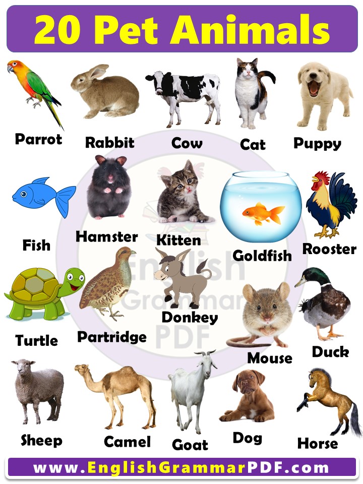pet animals name list with picture pdf