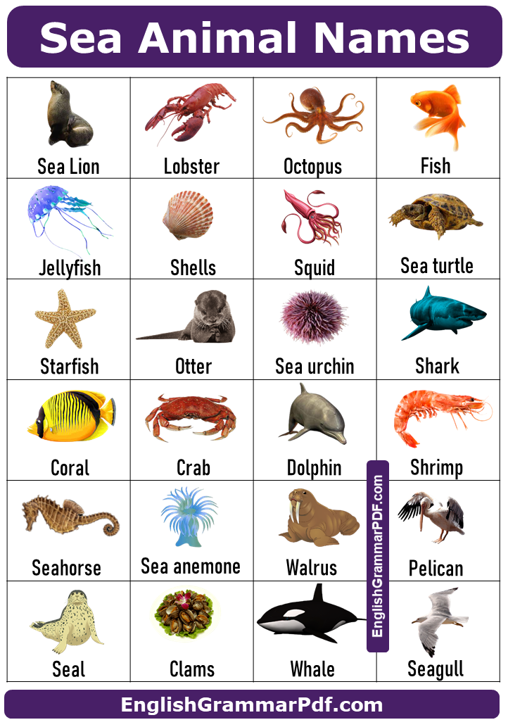 sea animal name