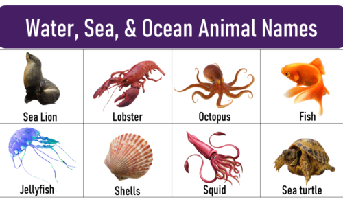 Water Animals Name With Pictures: Sea, Ocean and Aquatic Animals