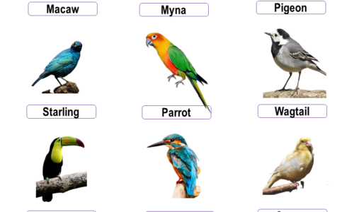 10 Birds Name, Birds Name List in English