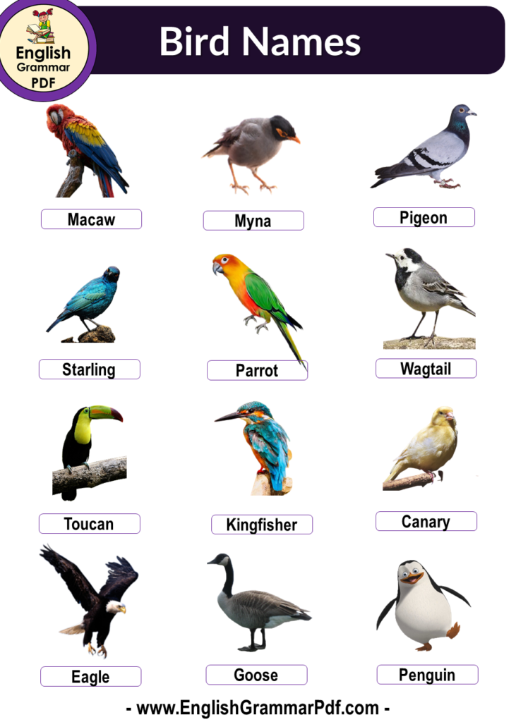 10 Birds Name, Birds Name List