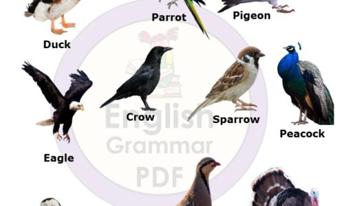 10 birds name list in English with pictures pdf