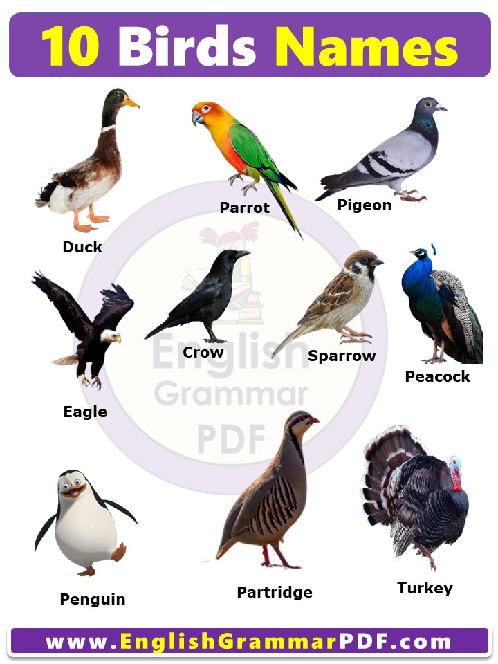 10 birds name list in english with pictures pdf
