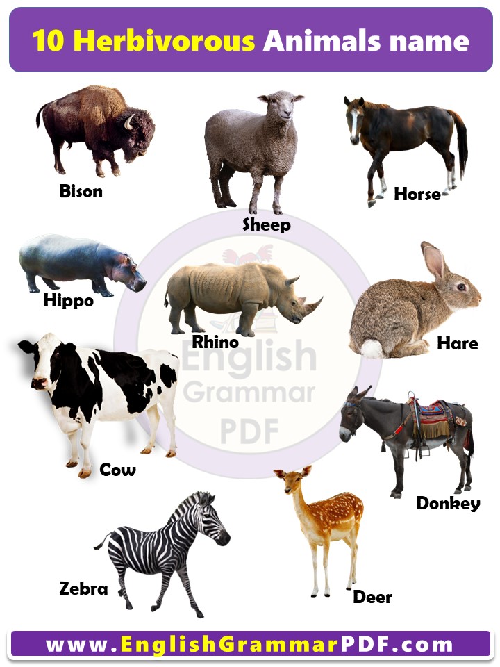 10 herbivorous animals name list