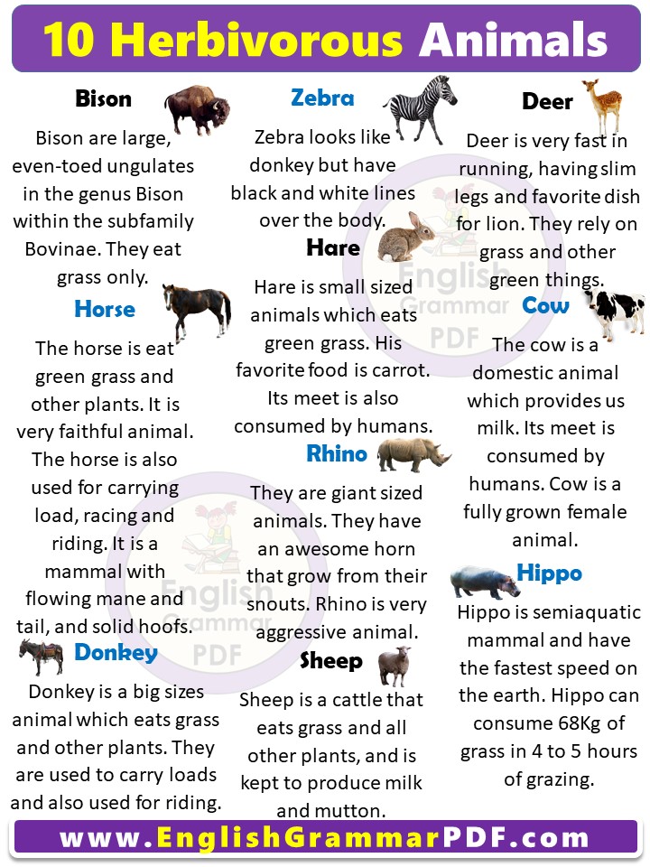 10 herbivorous animals name