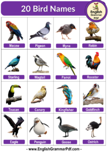 20 Birds Name, Birds Name List