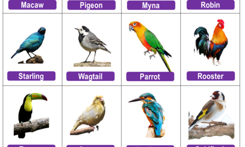 20 Birds Name, Birds Name List