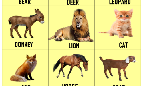 50 Animals Name List (Divided by Types)