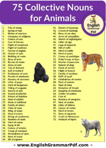 75 Collective Nouns for Animals in English