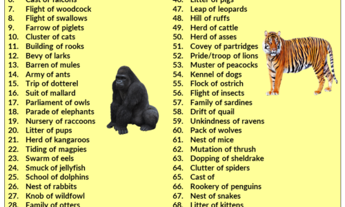 75 Collective Nouns for Animals in English