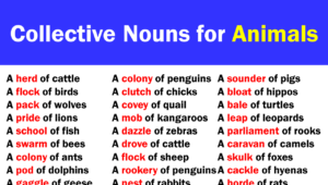 Collective Nouns for Animals