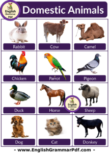 Domestic Animals Name