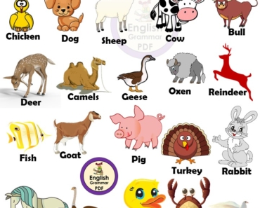 20 Wild animals name list in English with Pictures - English Grammar Pdf