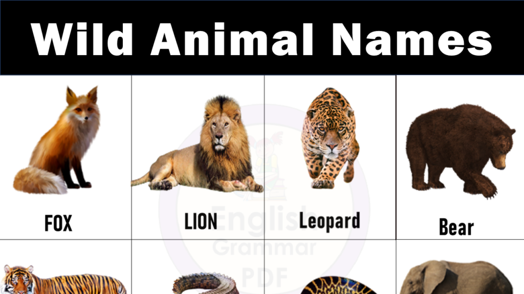 Wild Animals Names