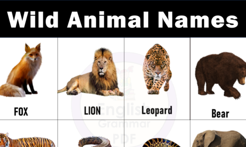 Learn Wild Animals Names List with Pictures in English