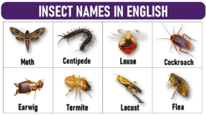 insects name in english