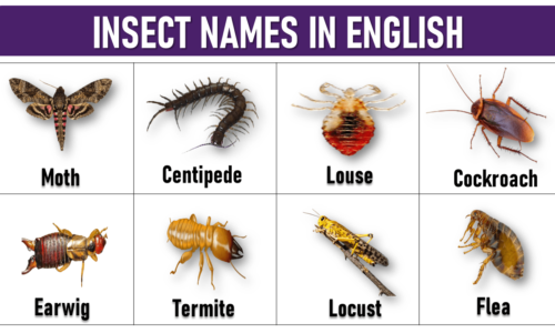 100 Insect Names: List of Insect Names in English with Pictures