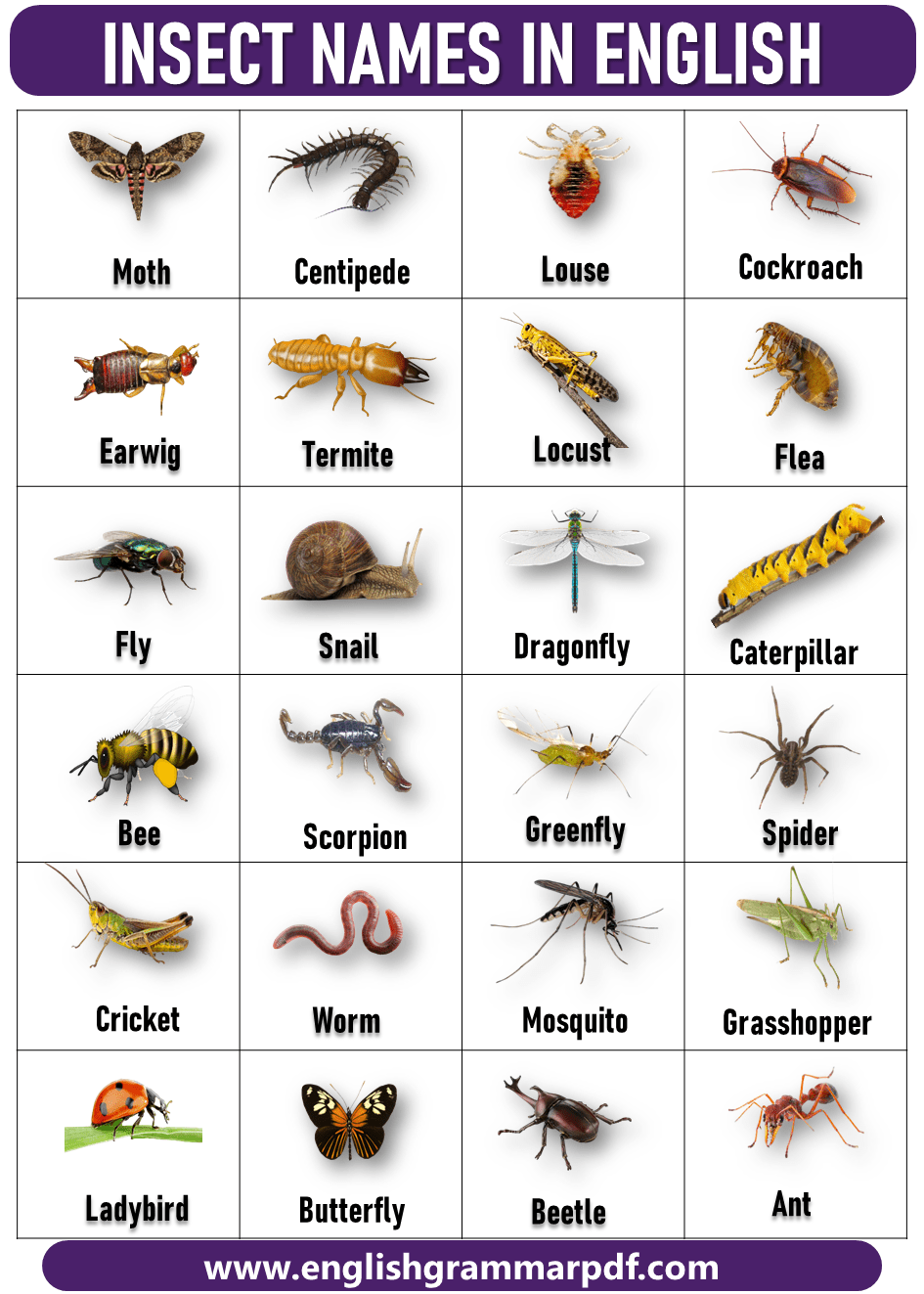 list of insects name in english